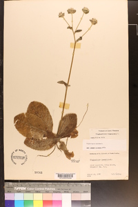 Elephantopus tomentosus image