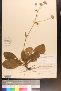 Elephantopus tomentosus image