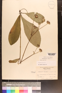 Elephantopus tomentosus image