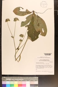 Elephantopus tomentosus image