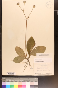 Elephantopus tomentosus image