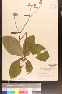 Elephantopus tomentosus image