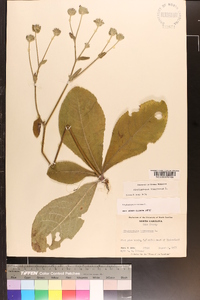 Elephantopus tomentosus image