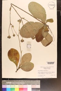 Elephantopus tomentosus image