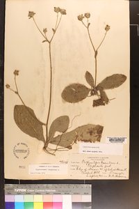 Elephantopus tomentosus image