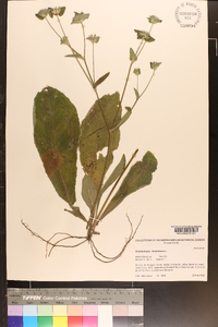 Elephantopus tomentosus image
