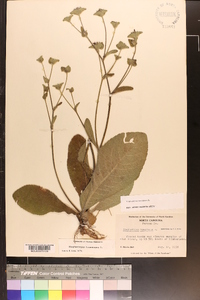 Elephantopus tomentosus image