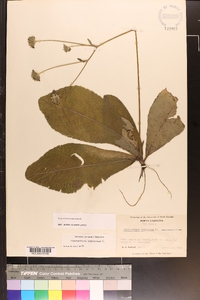 Elephantopus tomentosus image