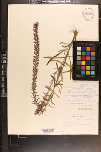 Liatris gracilis image