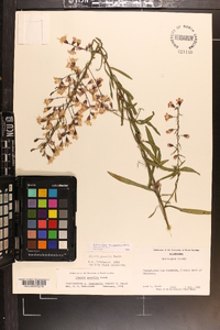 Liatris gracilis image