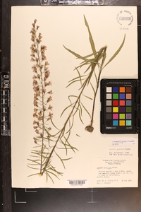 Liatris gracilis image