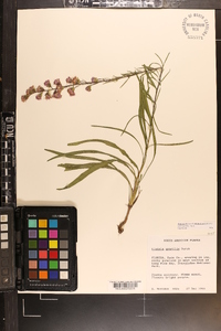 Liatris gracilis image