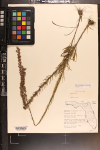 Liatris gracilis image