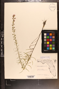 Liatris gracilis image