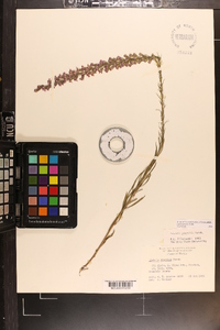 Liatris gracilis image