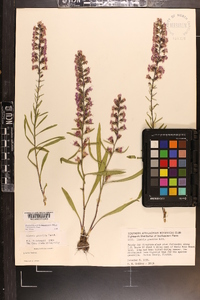 Liatris gracilis image