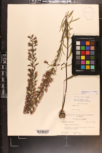 Liatris gracilis image