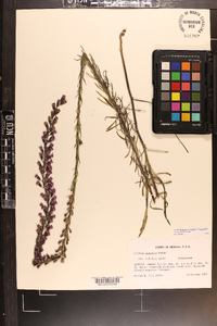 Liatris gracilis image