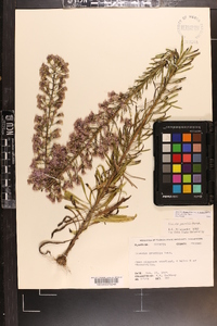 Liatris gracilis image