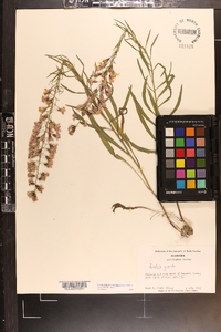 Liatris gracilis image