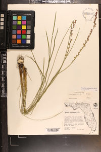 Liatris laevigata image