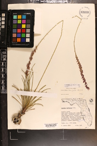 Liatris laevigata image