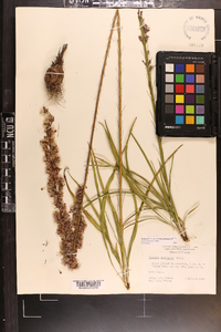 Liatris laevigata image