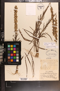 Liatris pilosa image