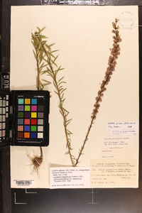 Liatris pilosa image