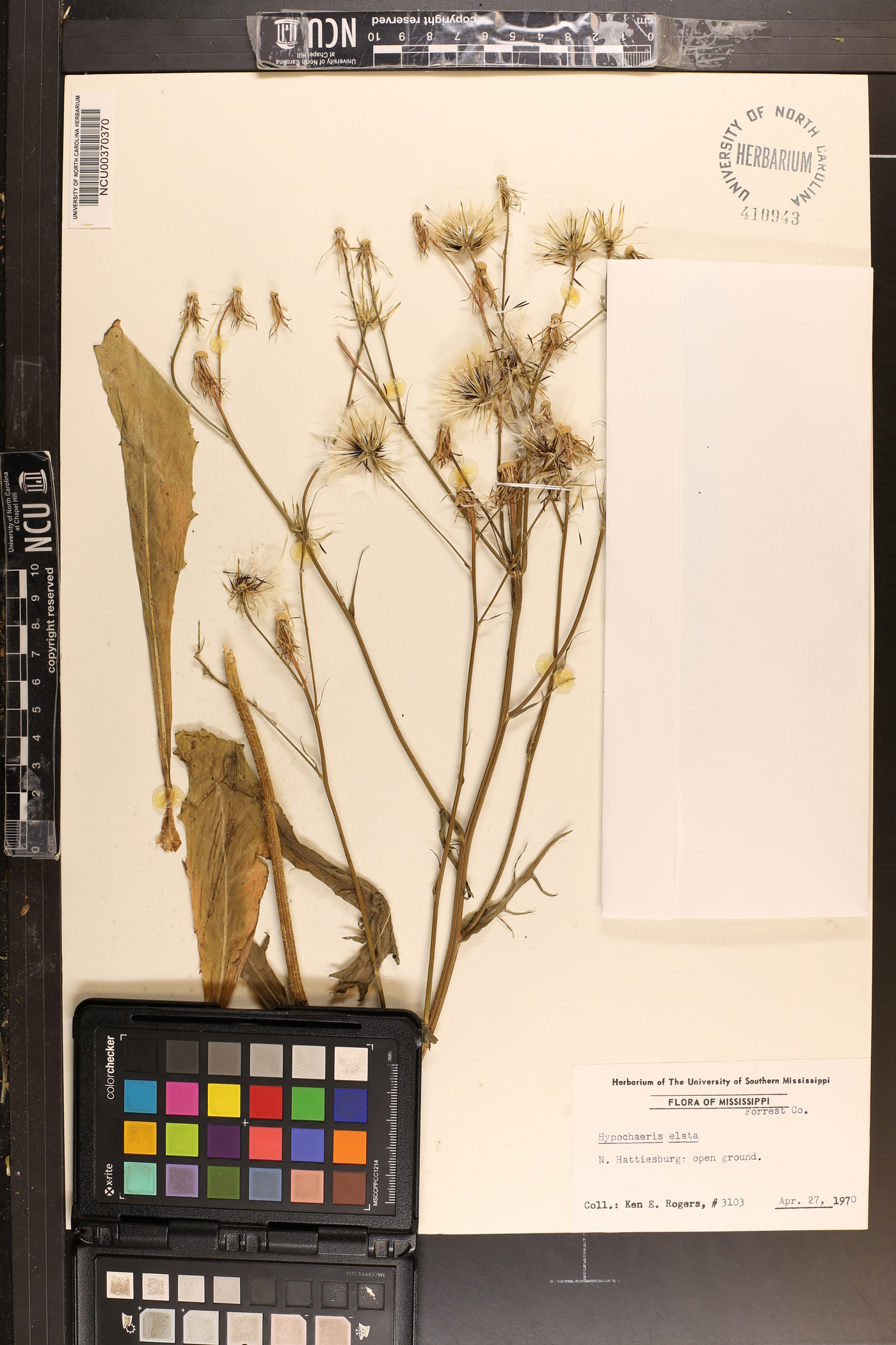 Hypochaeris elata image