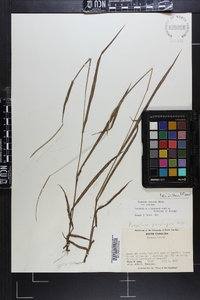 Paspalum setaceum var. setaceum image