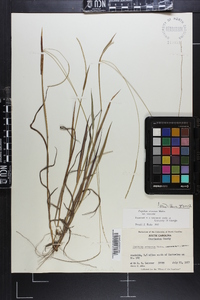 Paspalum setaceum var. setaceum image