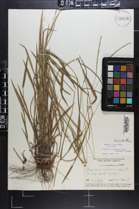 Paspalum setaceum var. setaceum image