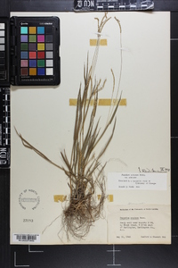 Paspalum setaceum var. setaceum image