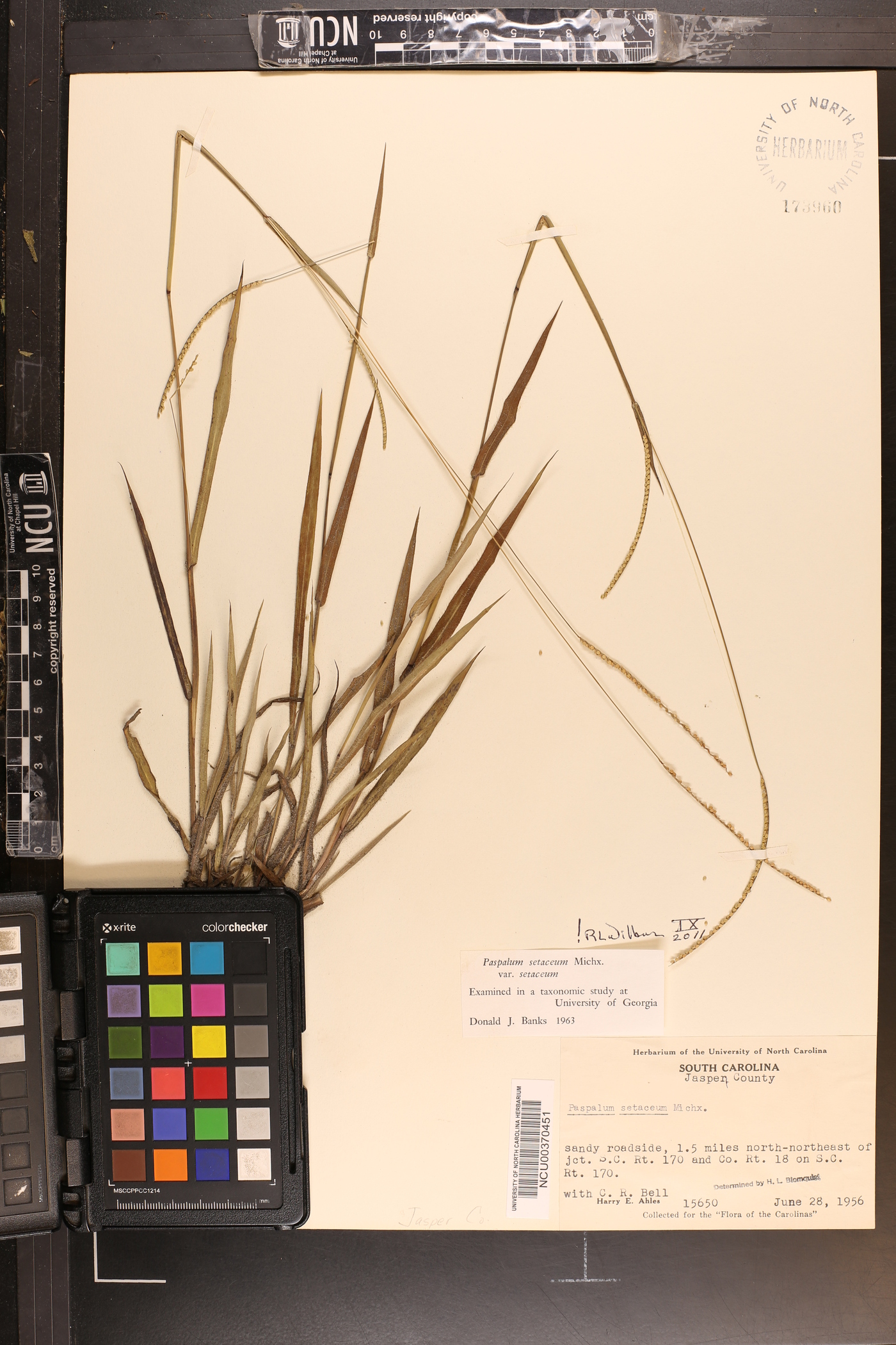 Paspalum setaceum var. setaceum image