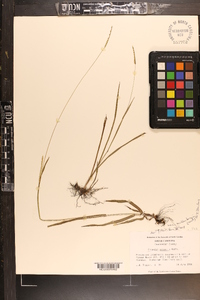 Paspalum setaceum var. muhlenbergii image