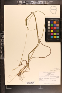 Paspalum setaceum var. muhlenbergii image