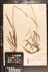 Paspalum setaceum var. muhlenbergii image