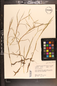 Paspalum distichum image