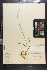 Paspalum setaceum var. muhlenbergii image