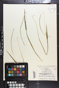 Paspalum setaceum var. muhlenbergii image