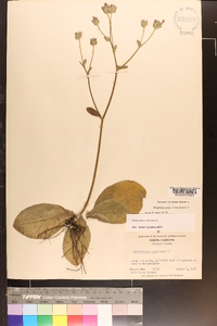 Elephantopus tomentosus image