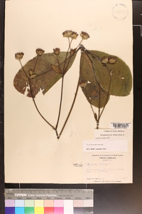 Elephantopus tomentosus image
