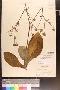Elephantopus tomentosus image
