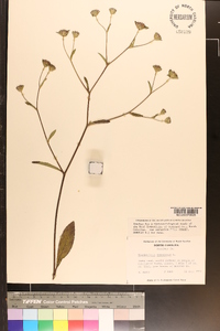 Elephantopus tomentosus image