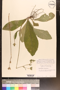 Elephantopus tomentosus image