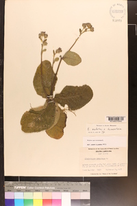 Elephantopus tomentosus image