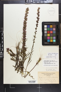 Liatris pilosa image