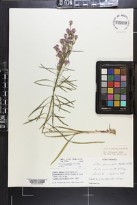 Liatris pilosa image