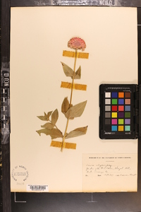 Zinnia violacea image